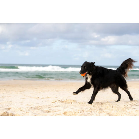 Minge hiper saritoare pentru caini - Waboba Tailwind