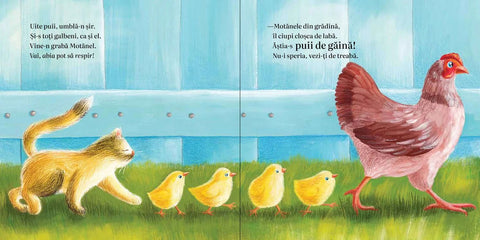Zuco, un pisoi galbui
