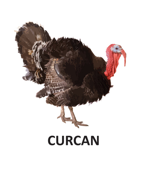 Animale domestice - carte pliata. 0 - 2 ani