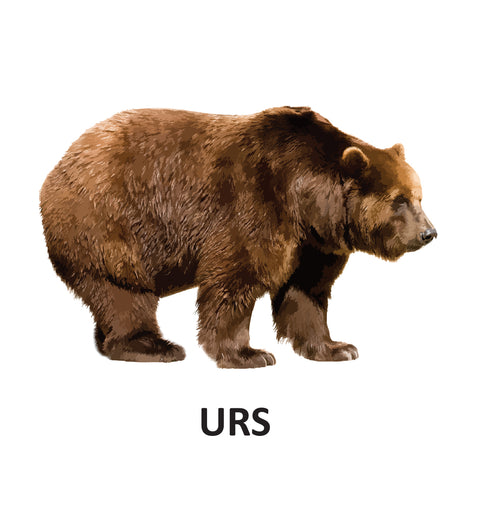 Animale salbatice - carte pliata. 0 - 2 ani