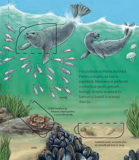 Animale marine- Colectia De ce, de ce, de ce?