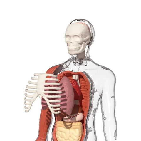 Joc STEM Anatomia umana. TopBright