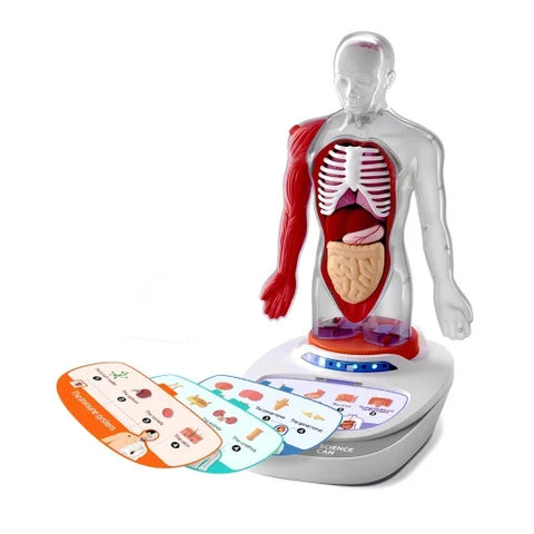 Joc STEM Anatomia umana. TopBright
