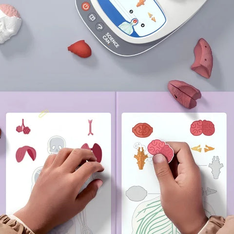 Joc STEM Anatomia umana. TopBright