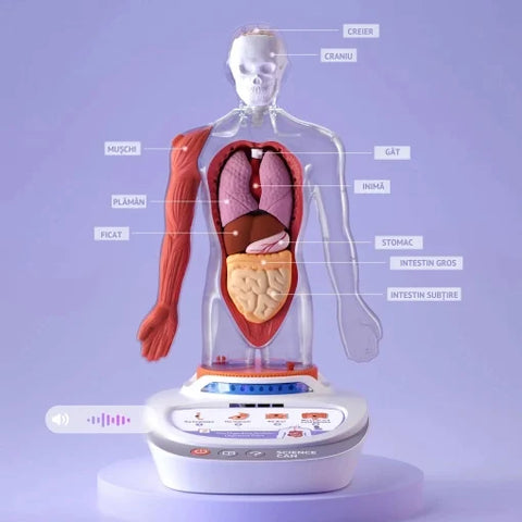 Joc STEM Anatomia umana. TopBright