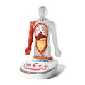 Joc STEM Anatomia umana. TopBright