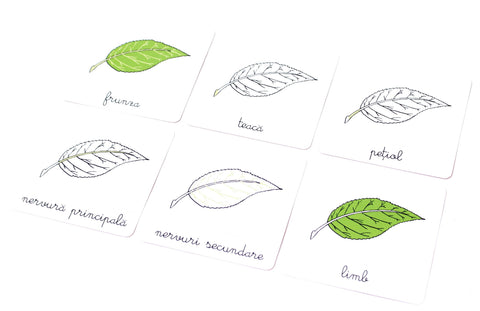 Lectii Montessori - Lectii de botanica