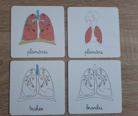 Lectii Montessori- Lectii de anatomie: Organe de simt. Sistemul respirator. Sistemul circulator