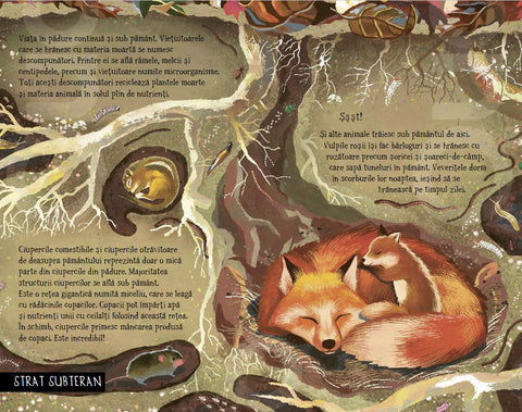 Pas cu pas prin padure