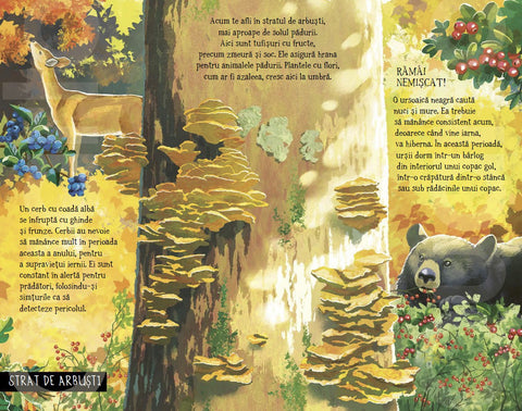 Pas cu pas prin padure