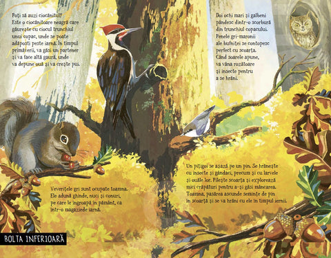 Pas cu pas prin padure