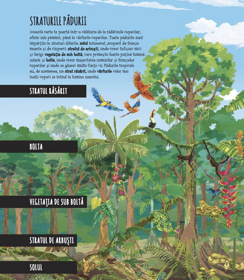 Pas cu pas prin padure