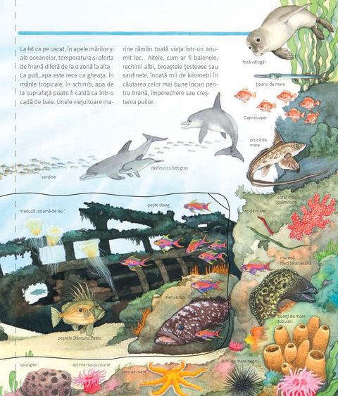 Sa descoperim animalele marine - Colectia De ce? de ce? de ce?
