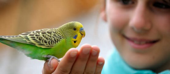 ce animal e bun pentru copilul tau - papagal