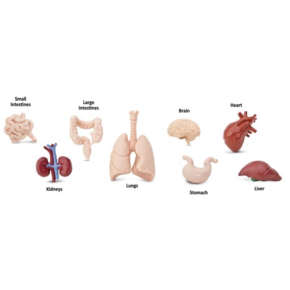 Tub Organele corpului uman 2